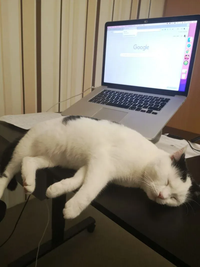 Katze von Jörg Zimmer im SEO-Hoodie - der heimliche SEO-Assistent